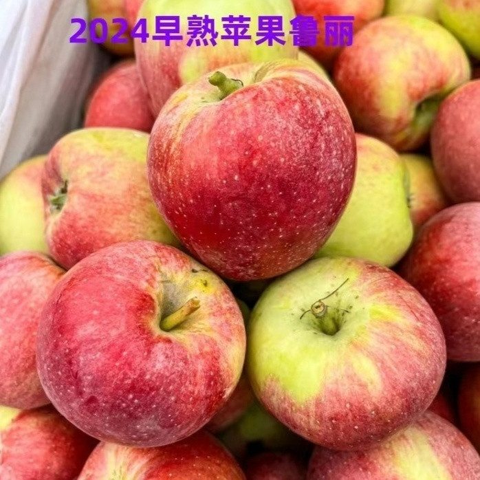 辽宁早熟苹果鲁丽脆甜可口糖心包苹果