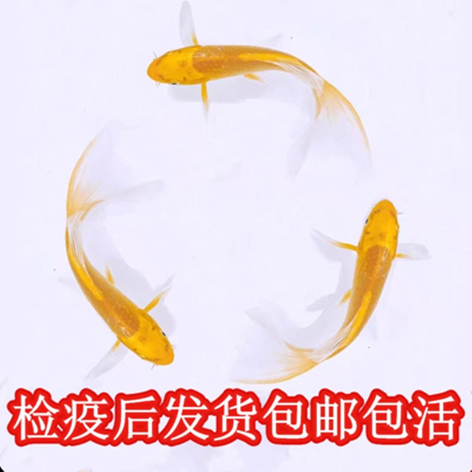 精品黄金锦鲤幼鱼饲料鱼中国水域冷水淡水鱼新手易养包邮包活,宠物/宠物食品及用品,鱼,淘宝优惠券,粉丝福利购,淘宝优惠卷