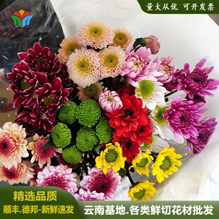 多色小雏菊鲜花云南直发多头小菊花三文鱼马蒂斯菊花婚庆家庭插花