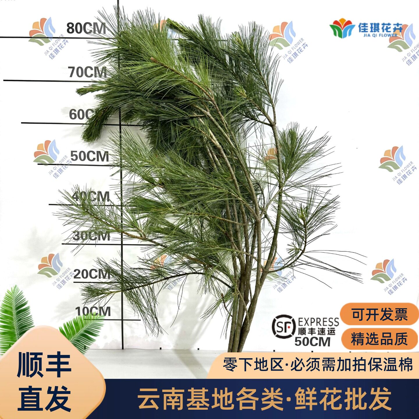 五针松鲜切松针垂挂型花材白皮松鲜花云南昆明婚庆婚礼造景森系