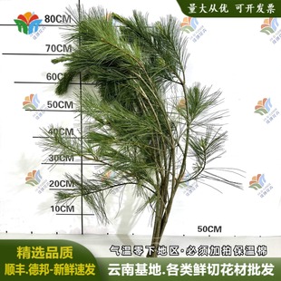 五针松鲜切松针垂挂型花材白皮松鲜花云南昆明婚庆婚礼造景森系
