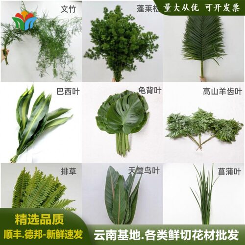 新鲜叶材云南直发巴西叶羊齿叶