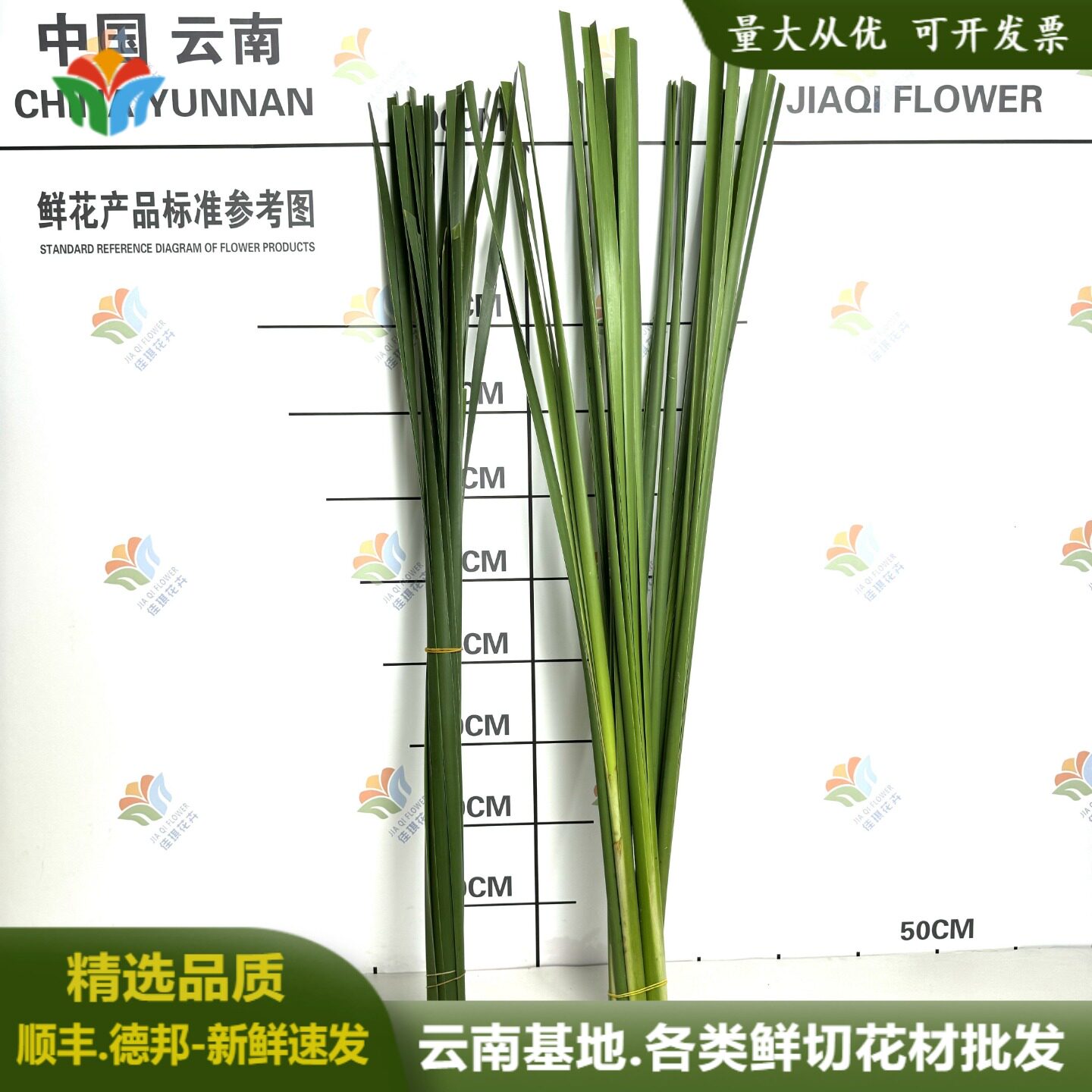 新鲜水蜡烛叶水烛叶婚庆活动布置花艺造型拉丝花材水竹水蜡叶鲜花
