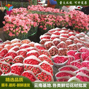 康乃馨鲜花云南基地直批节日活动鲜花多色单头康家庭水养鲜切花