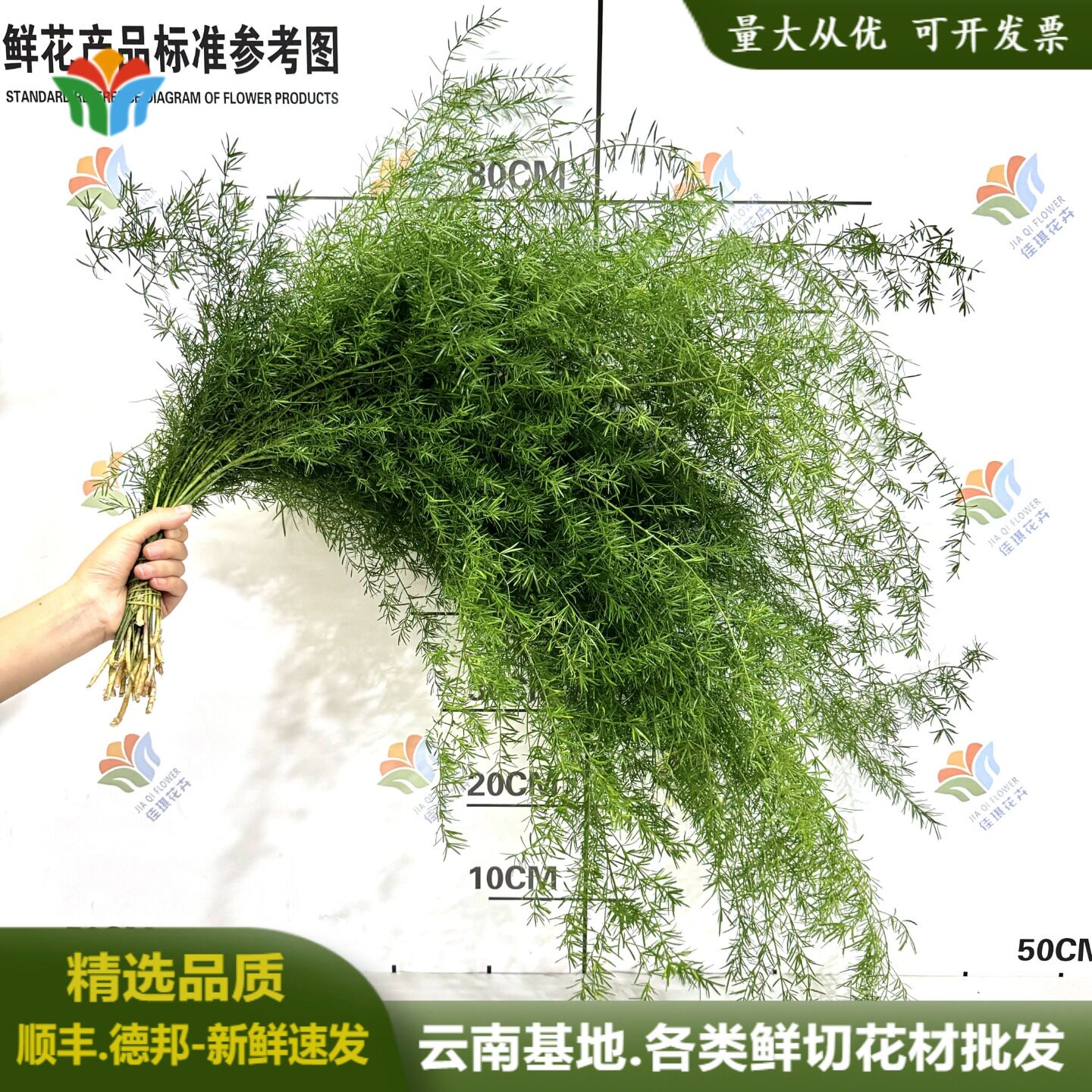 新鲜天门冬鲜切绿色系花材婚庆婚礼鲜花布置打底用森系花拍摄道具