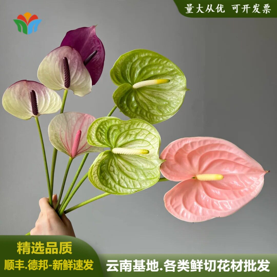 红掌鲜花红烛花萨维尔鲜切花云南直发彩掌粉掌婚庆活动布置花材