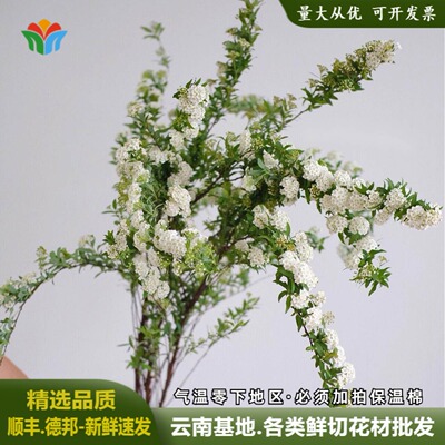 A级小手球带苞鲜枝水养花期长