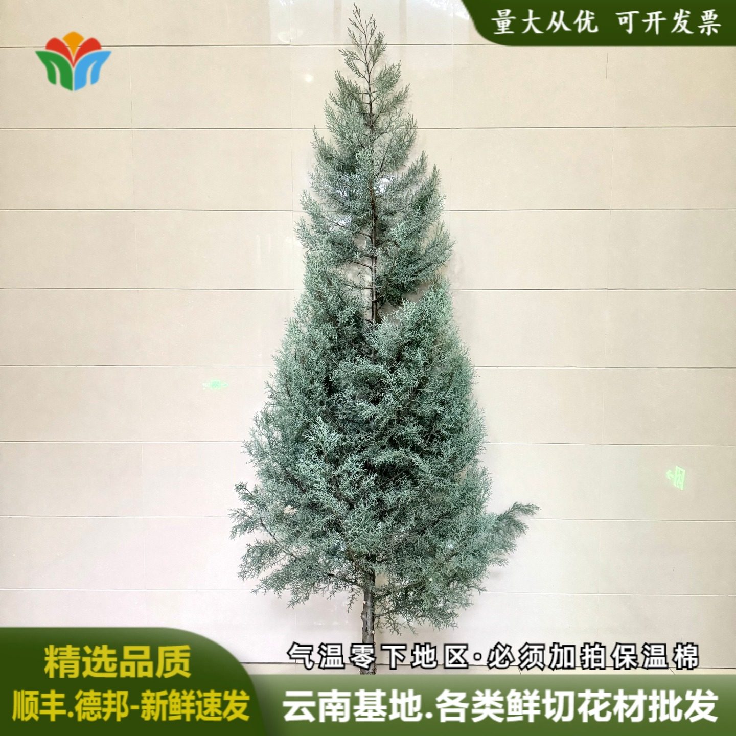 雪花松圣诞树鲜花装饰树枝