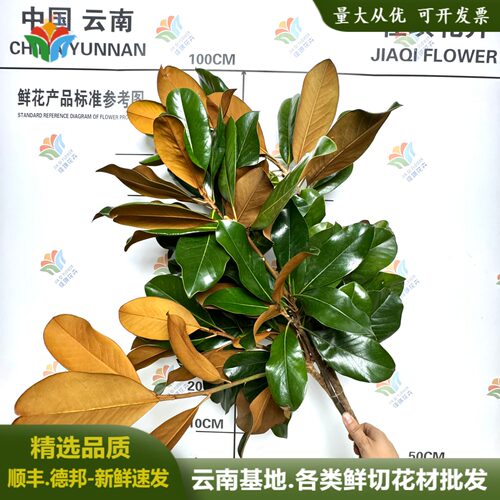 玉兰叶鲜切枝婚庆求婚布置