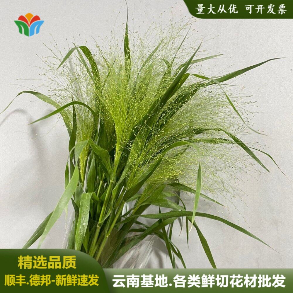 新鲜喷泉草鲜花云南直发网红配花配草搭配花束婚庆活动用花花材