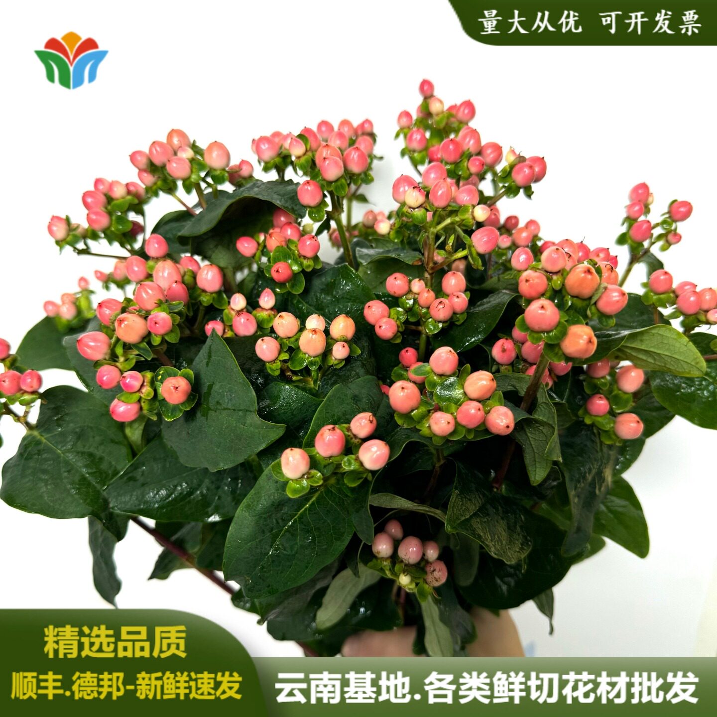 火龙珠鲜花粉豆鲜切花云南直发进口粉色相思豆婚庆花艺布置花材