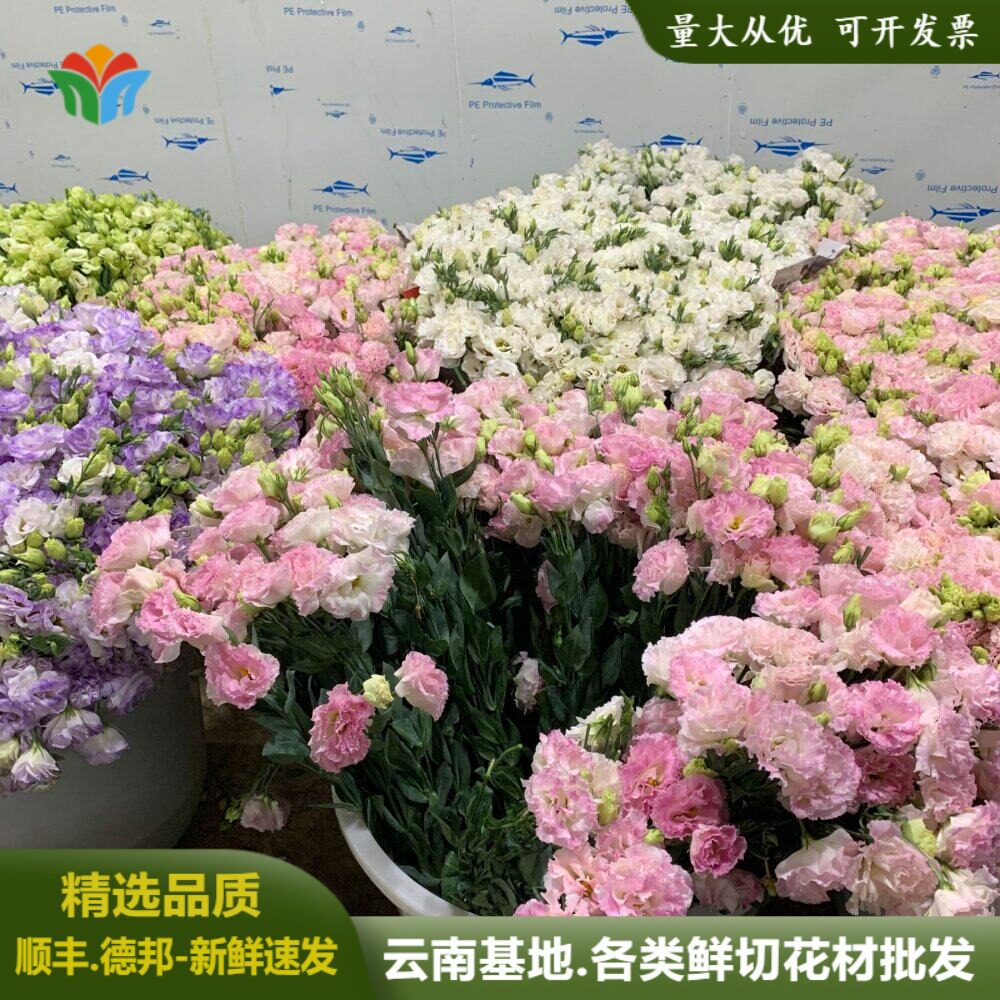 多色洋桔梗鲜花云南基地直批龙胆鲜切花供应婚庆活动节日花束花材