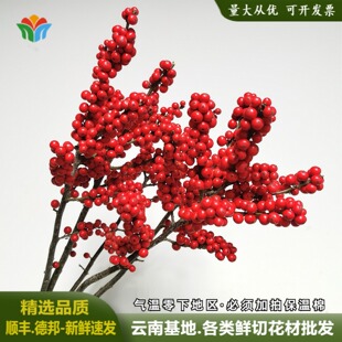 新鲜冬青红果北美冬青室内高端轻奢水养鲜花切花切枝年宵花卉植物