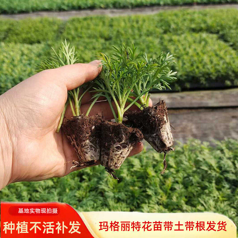 玛格丽特花苗盆栽特大花重瓣大小苗雏菊四季穴盘花卉庭院植物
