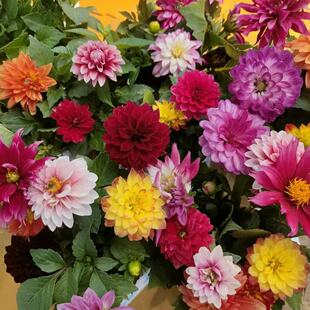 重瓣大丽花小苗室内盆栽地瓜花易活花苗花卉阳台庭院特大好养绿植