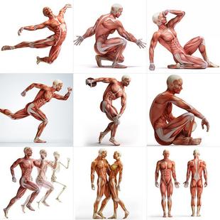 高清人体骨骼动态肌肉结构组织绘画素描参考医学海报JPG图片素材