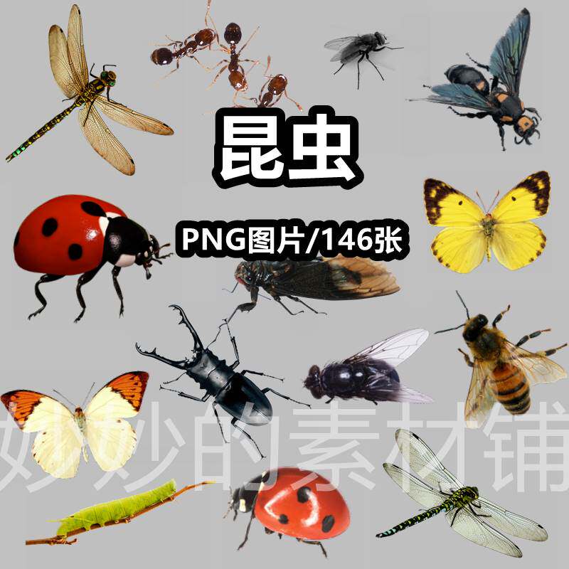 蝴蝶甲虫蚊子苍蝇蜘蛛蜻蜓螳螂png免抠图片昆虫透明背景ps素材