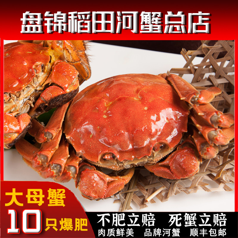 盘锦河蟹鲜活大母蟹2-2.3两稻田河蟹10只大闸蟹母礼盒顺丰包邮