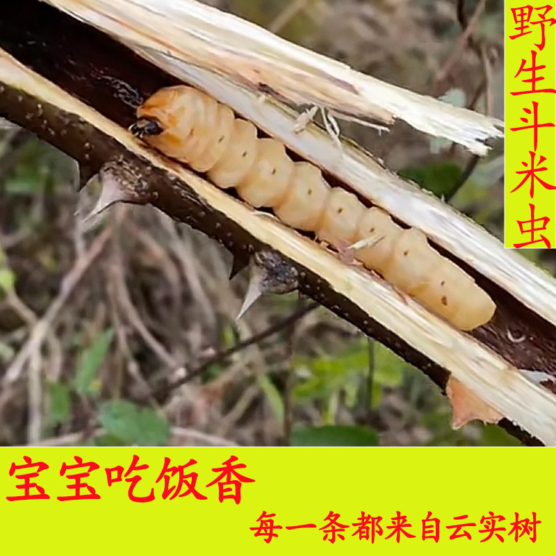 野生斗米虫活虫宝宝吃饭香云实蛀虫天牛幼虫黄牛刺虫虎刺狼虫包活