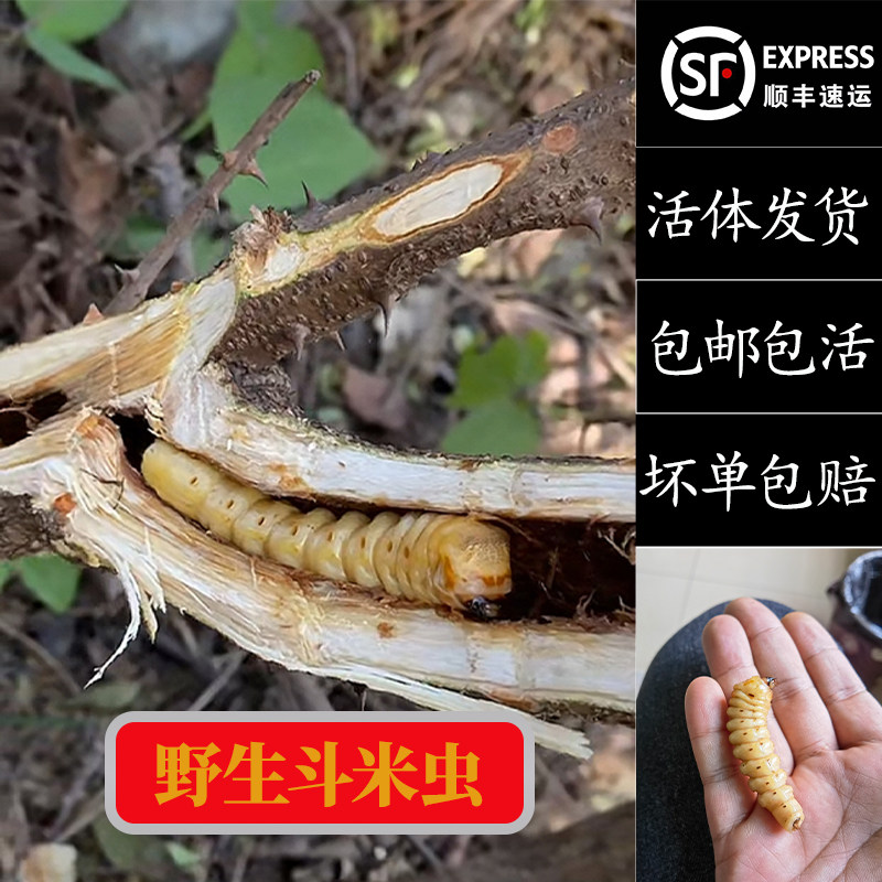 野生斗米虫野外采集云实蛀虫天牛幼虫虎刺狼虫鸟不踏刺虫活体包邮