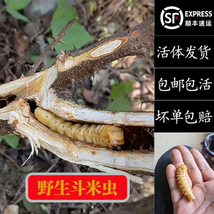 野生斗米虫野外采集云实蛀虫天牛幼虫虎刺狼虫鸟不踏刺虫活体包邮