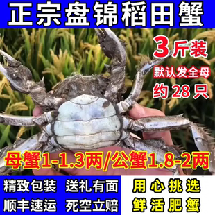 【3斤装】盘锦河蟹稻田蟹螃蟹鲜活1-2两公母肥蟹大闸蟹顺丰礼盒