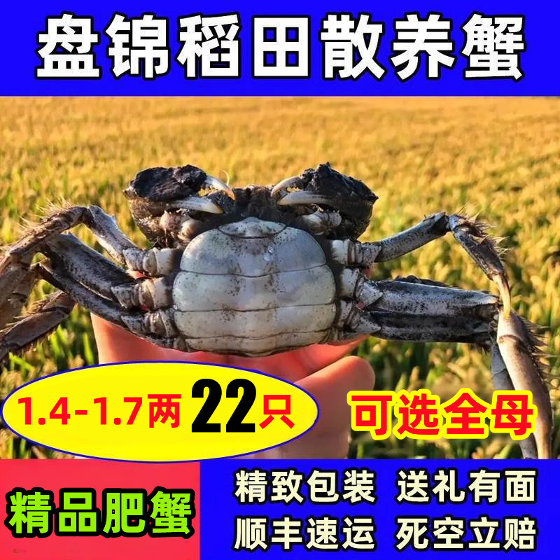 盘锦河蟹稻田蟹六月黄肥蟹母鲜活