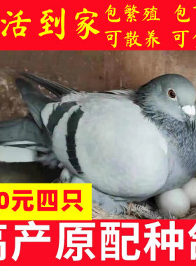 鸽子活一对肉鸽活体种鸽小鸽子活物鸽子苗瓦灰青年鸽包活体包下蛋