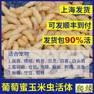 M玉米虫 葡萄蜜虫玉米虫 柴虫玉米虫活虫虫子