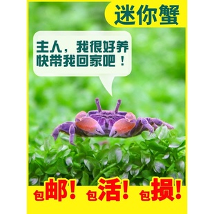 迷你蟹辣椒蟹观赏蟹淡水活体草缸除藻清道夫鱼缸清洁工鱼吃涡虫