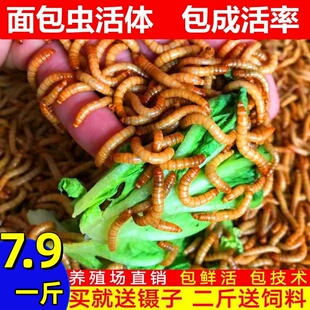 面包虫活体 黄粉虫活虫鲜活虫种虫金龙鱼石蛙仓鼠蜥蜴画眉鸟饲料