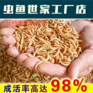 活体麦麸面包虫活虫鲜活黄粉虫小幼虫种喂鸟食虫子活物角蛙粮饲料