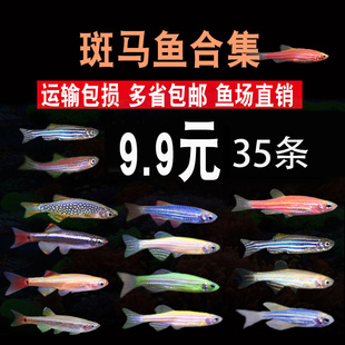 红蓝斑马鱼柠檬冷水金丝观赏活体孔雀练手新手金鱼苗小型灯科淡水