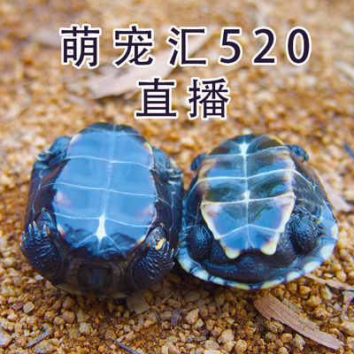 【直播选龟】小乌龟活物宠物龟火焰龟中华草龟东锦龟墨龟果核蛋龟