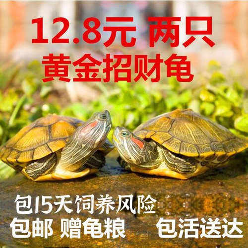 可下蛋宠物小乌龟淡水两只巴西龟长寿龟黄金招财活物活体情侣网