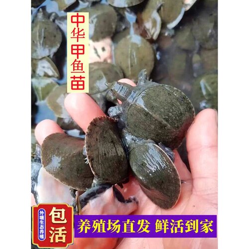 甲鱼苗一元一只外塘养殖中华鳖鱼生态王八团鱼水鱼苗饲料小甲鱼苗
