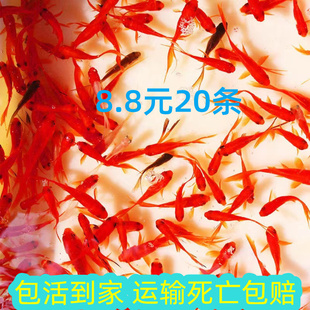 小金鱼活鱼草金鱼冷水锦鲤鱼红鲫鱼苗观赏好养耐活龙鱼龟活体饲料