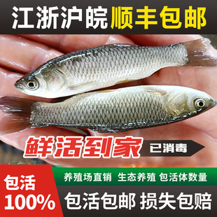 草鱼鱼苗螺蛳青鱼苗胖头芝麻花鲢白鲢鳊鱼苗乌青活体鱼苗淡水养殖
