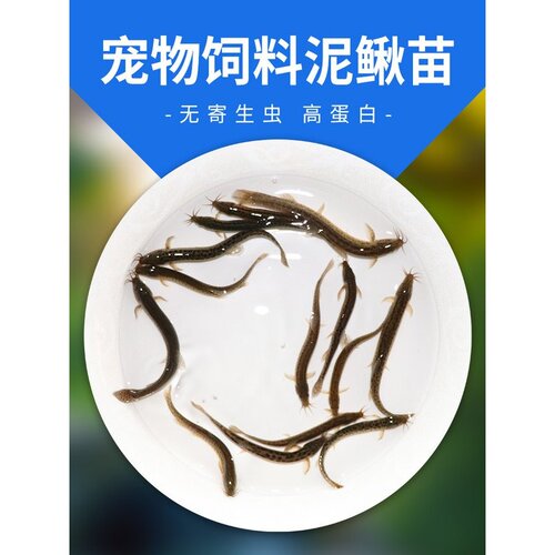 台湾泥鳅苗新鲜幼苗小泥鳅本地活体圆鳅苗活筏钓体养殖苗活体泥鳅