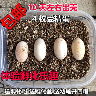 可孵化乌龟蛋招财龟活体中华草龟墨龟活物巴西龟鳄鱼龟学生孵化蛋