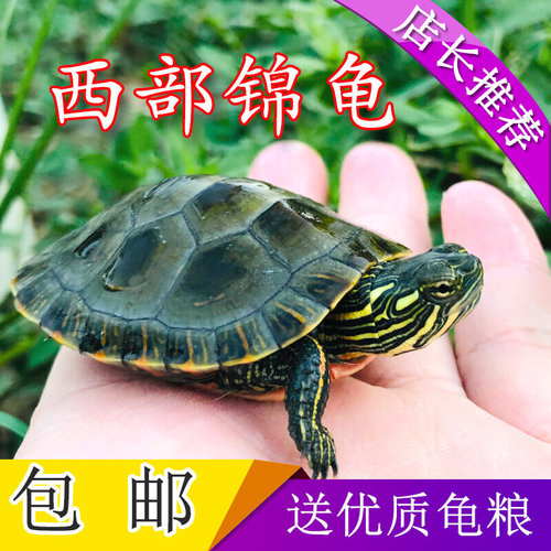 外塘西锦龟活物深水龟宠物龟小乌龟活体观赏龟红腹东锦龟苗招财龟