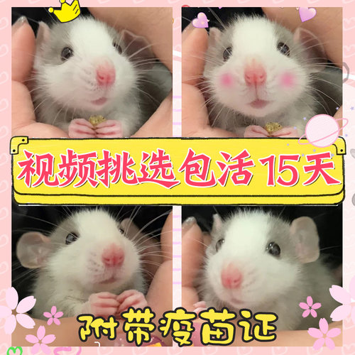花枝鼠活物校园宠物宿舍宠物小宠物宠物小型好养花枝鼠适合学生的