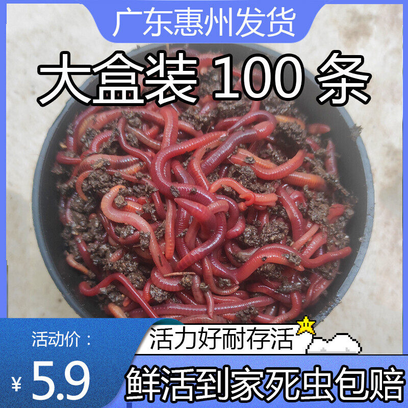 【广东蚯蚓】蚯蚓活饵鲜活盒装牛粪红虫鱼饵料鲤鲫鲮通杀鱼食龟食,户外/登山/野营/旅行用品,活饵/谷麦饵等饵料,淘宝优惠券,粉丝福利购,淘宝优惠卷
