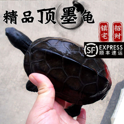 外塘顶墨龟纯种全黑长寿小乌龟活物陆地龟苗中华公草龟金钱龟小宠