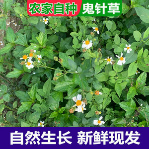 广西新鲜鬼针草四方枝泡茶洗澡