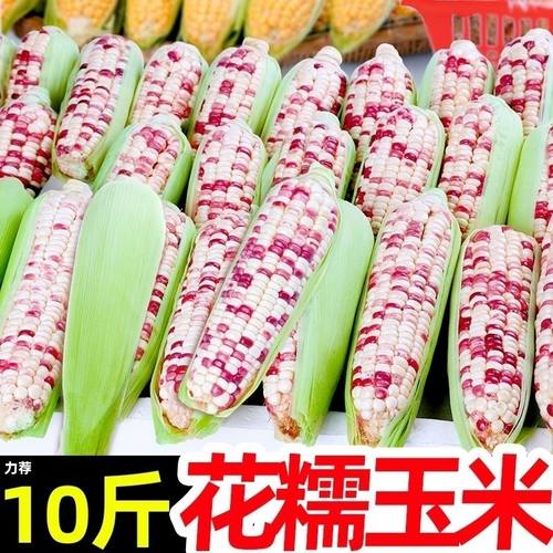 广西新鲜花糯玉米现摘带皮生的
