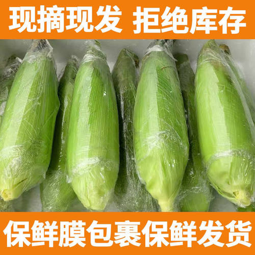 新鲜现摘水果玉米黄金脆甜爆浆棒子广西带皮苞谷非转基因