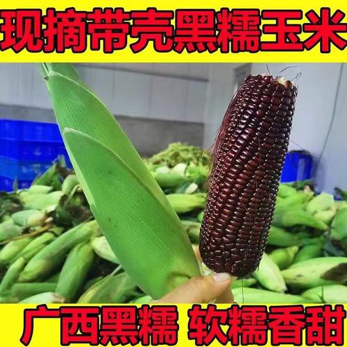 新鲜现摘广西黑糯玉米10斤整箱当季带皮包谷棒子花青素非转基因