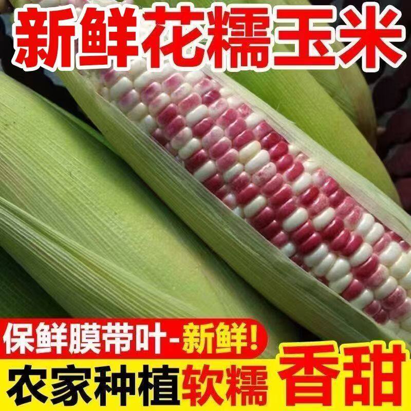 广西现摘新鲜花糯玉米第一名农家软甜玉米蔬菜生鲜包谷苞谷糯9斤
