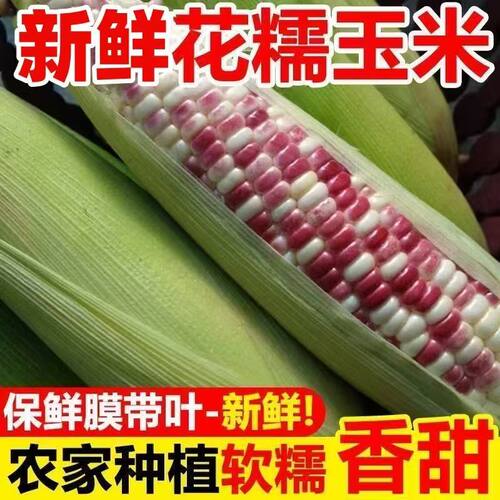 当季现摘新鲜花糯玉米第一名农家软糯甜玉米蔬菜生鲜包谷苞谷9斤
